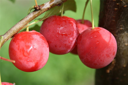 Blutpflaume 'Milanka'®