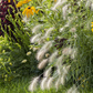 Garten-Federborstengras 'Hameln'