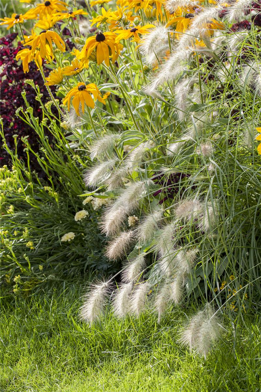 Garten-Federborstengras 'Hameln'