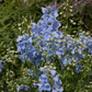 Delphinium x bellad.'Ballkleid'