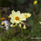 Coreopsis grandiflora 'Full Moon'