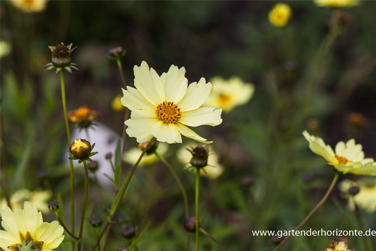 Coreopsis grandiflora 'Full Moon'