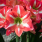 Amaryllis,  Blüte rot/weiß