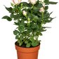 Topfrose