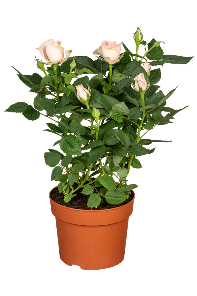 Topfrose