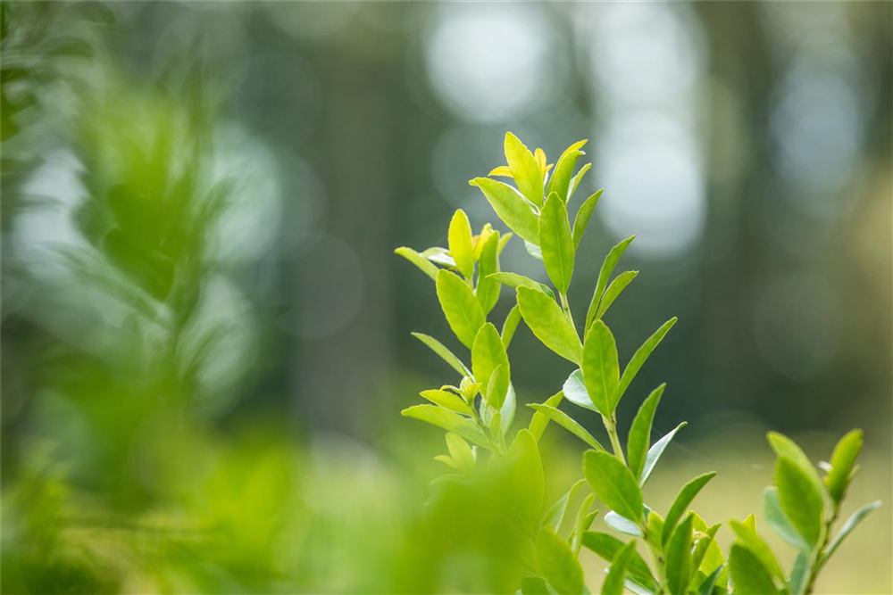 Säulen-Berg-Ilex 'Fastigiata'