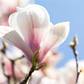 Tulpen-Magnolie