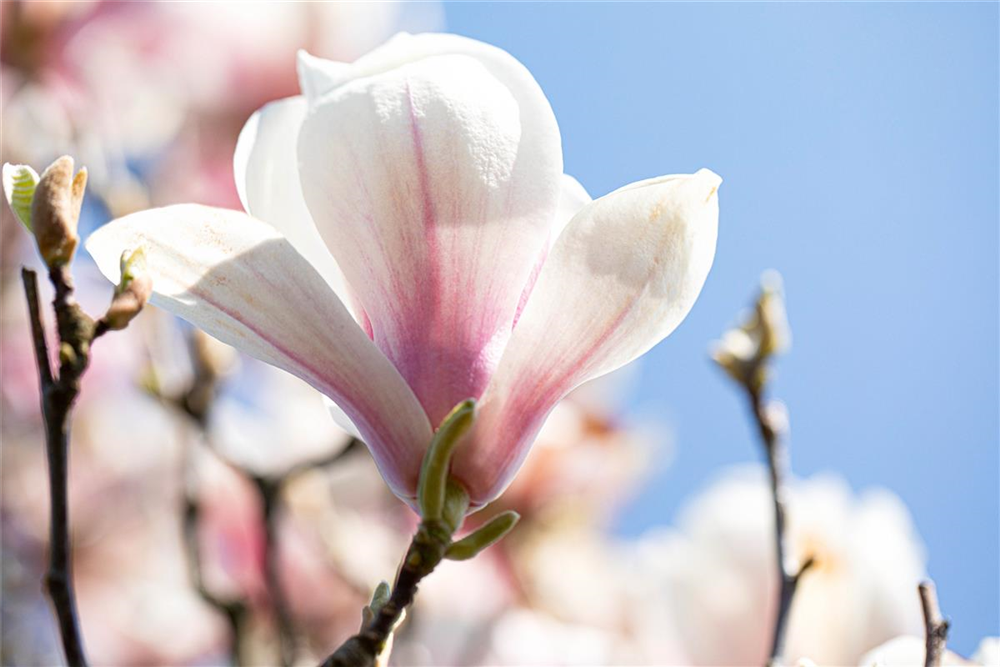 Tulpen-Magnolie
