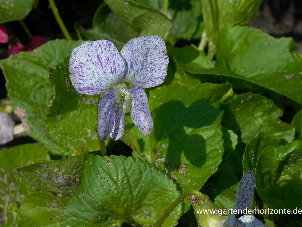 Garten-Pfingst-Veilchen 'Freckles'