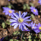Garten-Strahlen-Windröschen 'Blue Shades'