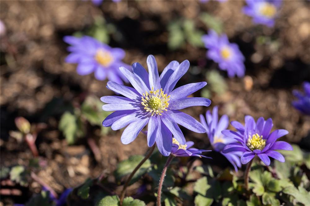 Garten-Strahlen-Windröschen 'Blue Shades'