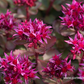 Garten-Teppich-Fettblatt 'Fuldaglut'