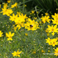 Coreopsis verticillata 'Zagreb'