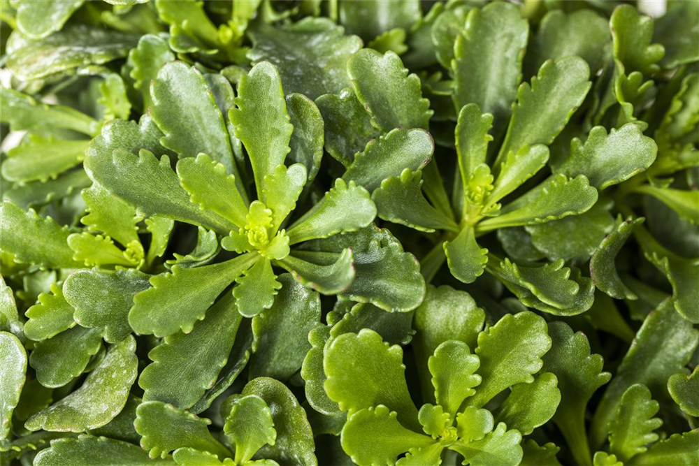 Sedum floriferum 'Weihenstephaner Gold'