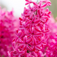 Hyazinthe 'Jan Bos'