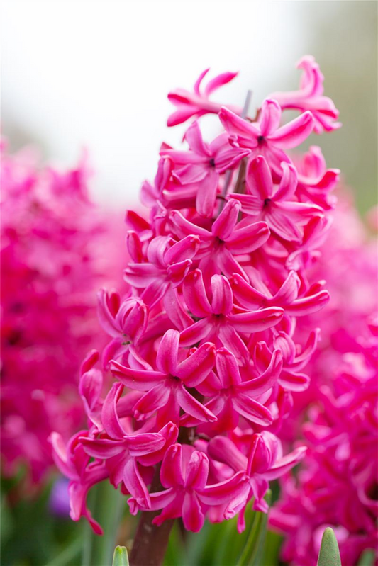 Hyazinthe 'Jan Bos'