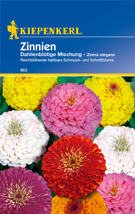 Dahlienblütige Zinnie