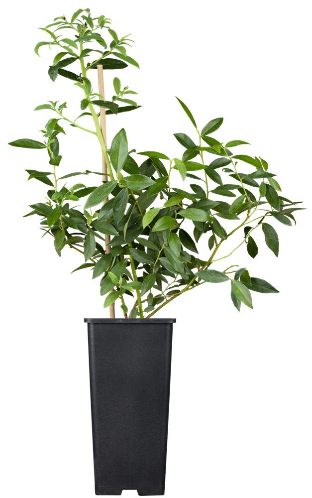 Heidelbeere 'Pink Lemonade'