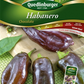 Habanerosamen 'Chocolate'