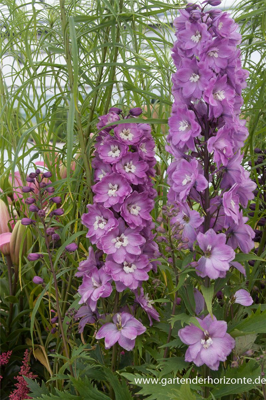 Delphinium Pacific 'Astolat'