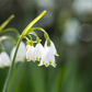 Sommer-Knotenblume
