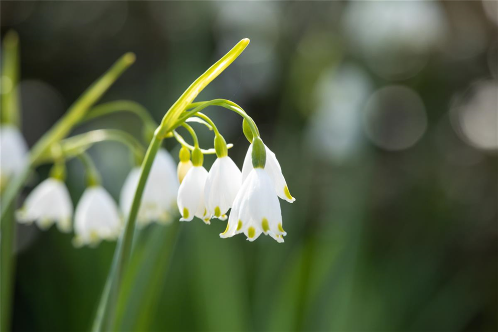 Sommer-Knotenblume