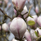 Tulpen-Magnolie