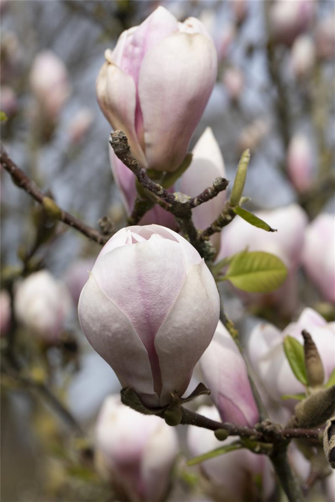 Tulpen-Magnolie