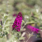 Schmetterlingsflieder 'Red Chip'®
