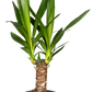 Palmlilie Yucca