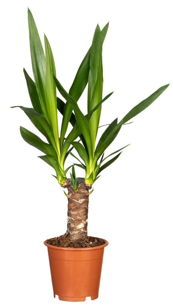 Palmlilie Yucca