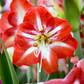Amaryllis,  Blüte rot/weiß