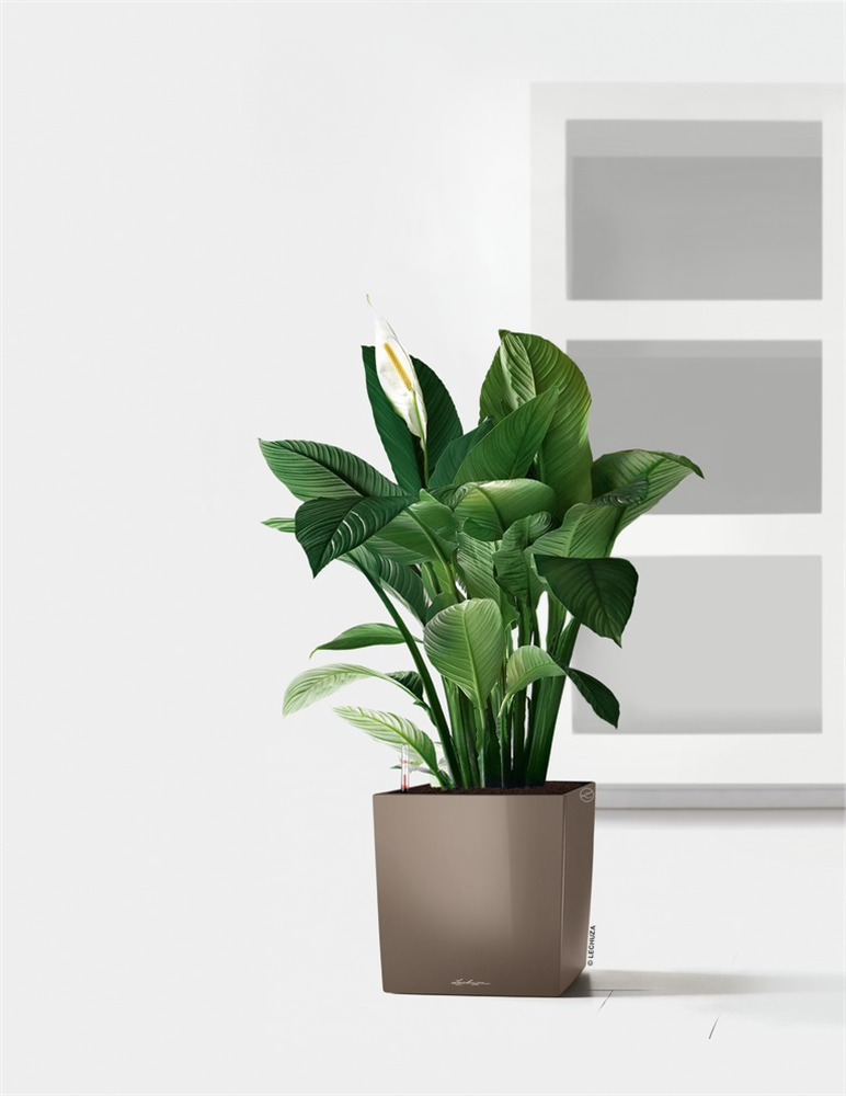 LECHUZA CUBE Premium 30