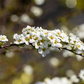 Weiße Rispenspiere 'Grefsheim'