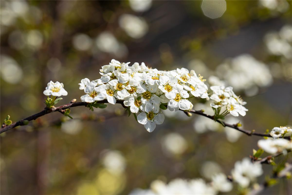 Weiße Rispenspiere 'Grefsheim'
