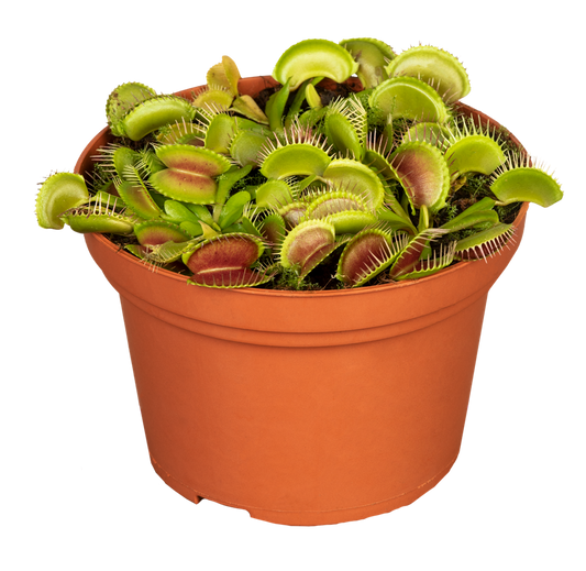 Venusfliegenfalle  'Jumbo'