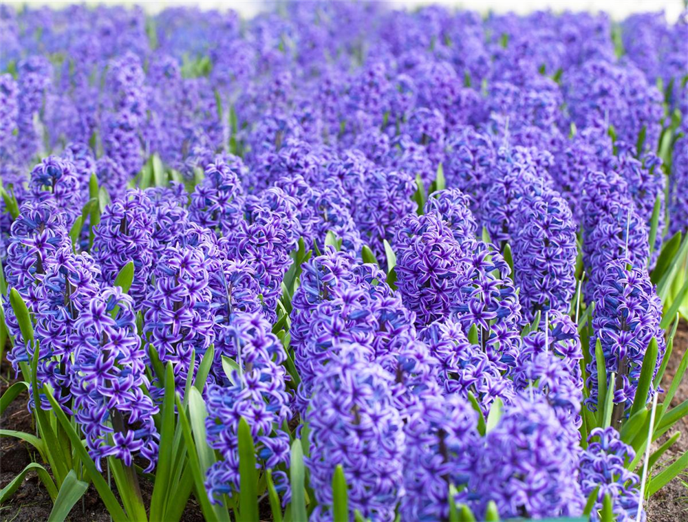 Hyazinthe 'Blue Jacket'