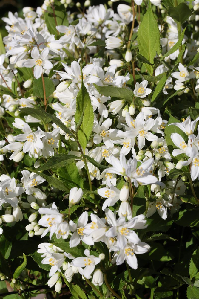 Deutzie 'Yuki Snowflake'®