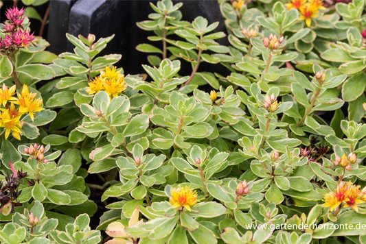 Sedum kamtschaticum 'Variegatum'