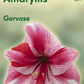 Ritterstern 'Gervase'