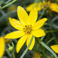 Coreopsis verticillata 'Zagreb'