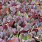 Bergenia purpurascens 'Winterglut'