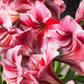 Ritterstern 'Gervase'