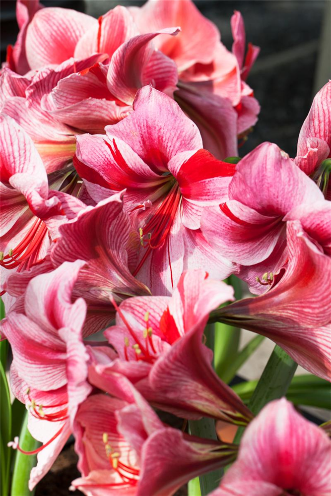 Ritterstern 'Gervase'