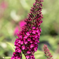 Schmetterlingsflieder 'Red Chip'®