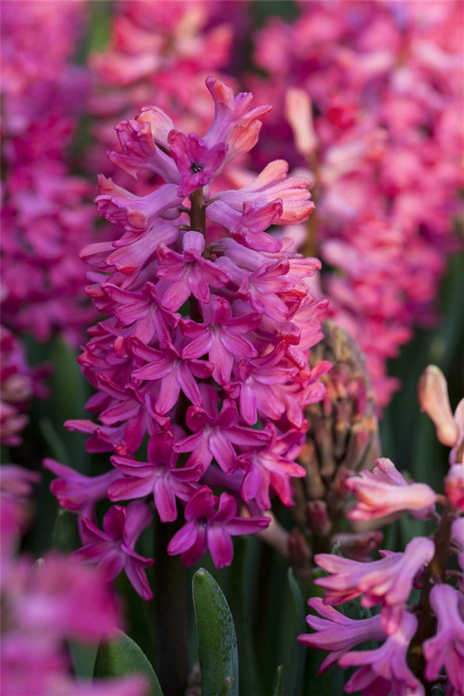 Hyazinthe 'Jan Bos'