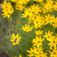 Coreopsis verticillata 'Zagreb'
