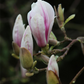 Tulpen-Magnolie