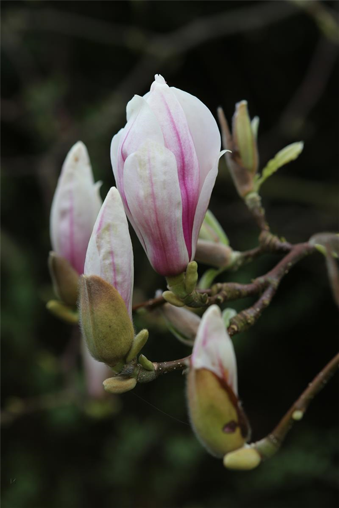 Tulpen-Magnolie
