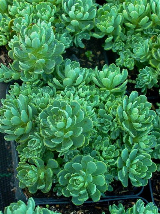 Sedum pachyclados
